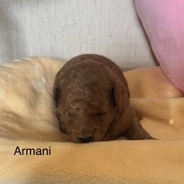 Armani - Red  male Goldendoodle puppy in Danville, Virginia from Stella’s Stunning Goldendoodles of VA