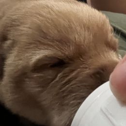 Boy 1 - Labrador Retriever puppy in Fawn Grove, Pennsylvania from Always Faithful Labradors