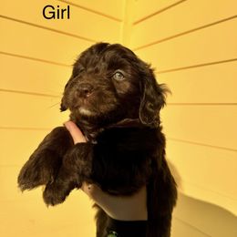 Aussiedoodle and Goldendoodle Puppies from J+Y World of Doodles