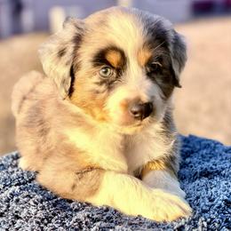 Light blue - Blue merle male Miniature Australian Shepherd puppy in 32046, Florida from River Hill Ranch