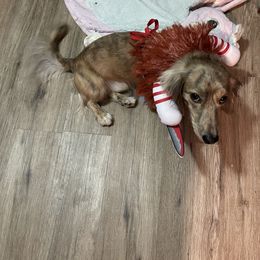 Dachshund Puppies from LovelylilDoxies