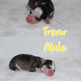 Trevor - Black and white male Pomsky puppy in Clarkston, Utah from Red Rock Ranch Breeders