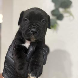 Black clover - Black male Cane Corso puppy in Lubbock, Texas from Hub City Kennel