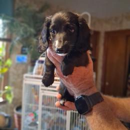 Charlotte - Black female Dachshund puppy in Columbia, South Carolina from A&R Dachshund