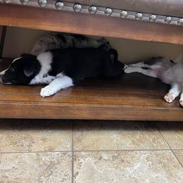 Border Collie Puppies from By Design Farm