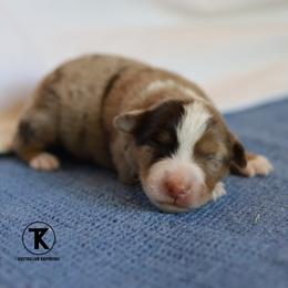 Jolie- Red Merle Female - Red merle female Miniature Australian Shepherd puppy in Nacogdoches, Texas from TK Standard, Mini, & Toy Aussies