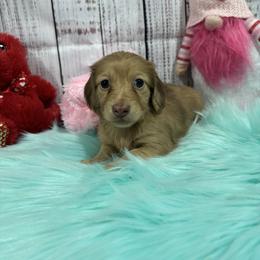 Fern - Red female Dachshund puppy in Wayland, Iowa from CR Kennels