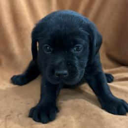 Girl 5 lime green - Black female Labrador Retriever puppy in Ledyard, Connecticut from Outback Stables
