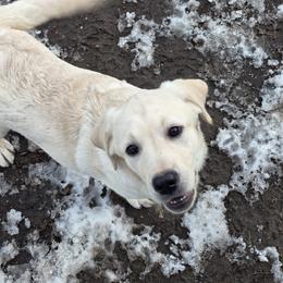 Pink Green collar girl - Yellow female Labrador Retriever puppy in Salisbury, Massachusetts from Ryanhaus Kennel