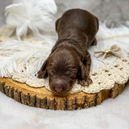 Wren - Phantom female Goldendoodle puppy in Williamson, New York from Lakeside Doodles