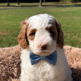 Blue boy - Parti male Goldendoodle puppy in Waskom, Texas from Pearls & Curls doodles & poodles