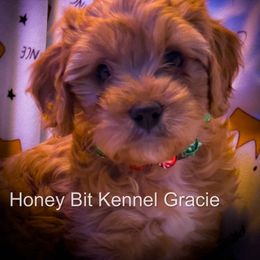 Gracie - Red female Cavapoo puppy in Maple Grove, Minnesota from Honey Bit Kennels
