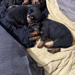 Female 2 - Black and mahogany female Rottweiler puppy in Humble, Texas from Inexorable Haus Early Rotts