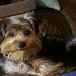 Goldendoodles and Yorkshire Terriers from Triple H Kennel Services