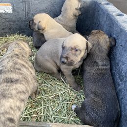 Irish Wolfhound and Miniature Schnauzer Puppies from Star Valley Schnauzers