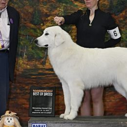 Serena - Great Pyrenees
