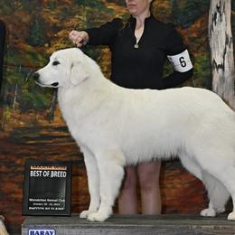 Serena - Great Pyrenees