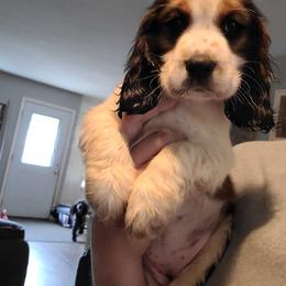 English Springer Spaniel Puppies from Savannah River Springers