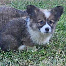 Stetson - Sable male Pembroke Welsh Corgi puppy in Orrtanna, Pennsylvania from Mountain Top Shepherd's