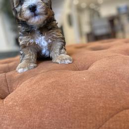 Goldendoodle Puppies from Lady Paws Puppies