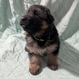Boy 2 - male German Shepherd puppy in King, North Carolina from Golly-G German Shepherds