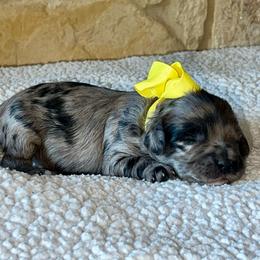 Addy - Blue merle female Aussiedoodle puppy in Midlothian, Texas from Gray Doodles