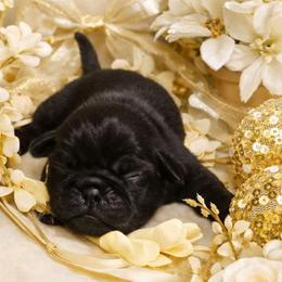 Black Boy - Black male Pug puppy in Tulsa, Oklahoma from Locust Creek Pugs