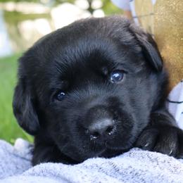 Hobbes - Black male Labrador Retriever puppy in Camden, Indiana from Prebleridge Acres