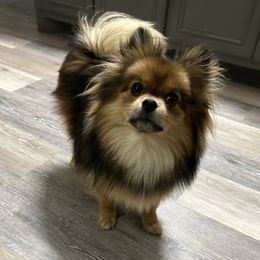 Nutmeg - Pomeranian