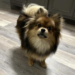 Nutmeg - Pomeranian