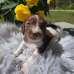 Ember - Piebald female Dachshund puppy in Grant, Michigan from Low Down Dashchuand