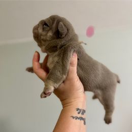 Bishop - Lilac tri-color female Bulldog puppy in Hernando, Mississippi from Blues City Bulldogs