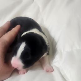 Rembrandt - Black and white male Border Collie puppy in Powder Springs, Georgia from Snowbird Border Collies