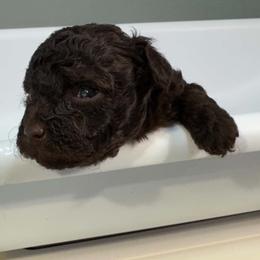 Cinnamon Dolce - Chocolate female Cavapoo puppy in Van Alstyne, Texas from Home Grown Puppies