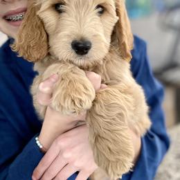 Cockapoo and Goldendoodle Puppies from Capital Doodles