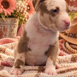 Vicki - Brown female American Bully puppy in El Paso, Texas from PaPaws Gotta Love It Kennels