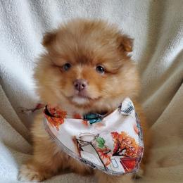 Companion Cross, Pomeranian, and Sheepadoodle Puppies from Fluffy Wonders Poms and Doodles
