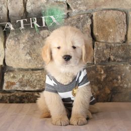 Golden Retriever Puppies from DoubleTake Goldens