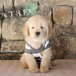 Golden Retriever Puppies from DoubleTake Goldens