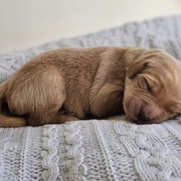 "Scout X Kyra 2023 litter" Golden Retriever Puppies from Golden Retrievers of South Carolina