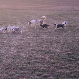 Border Collie puppies from Higher Goals Border Collies