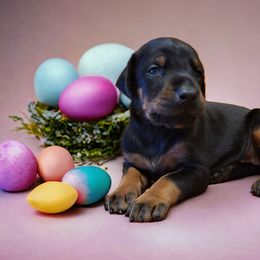 Doberman Pinscher Puppies from Makkr Ridge Dobermans LLC