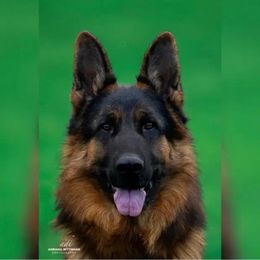 "Das" - German Shepherd