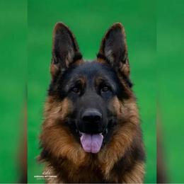 "Das" - German Shepherd