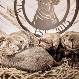 Dilute Retriever Puppies from Weathervane Labs