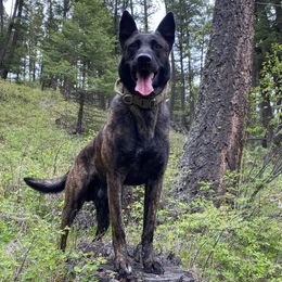 Bluetick Coonhounds and Dutch Shepherds from Guardian K9s