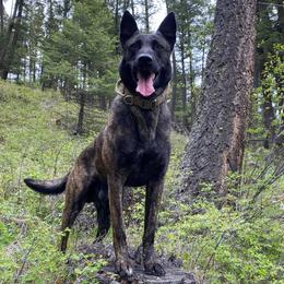 Bluetick Coonhounds and Dutch Shepherds from Guardian K9s