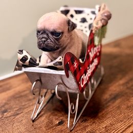 Rudy Beu - Fawn male Pug puppy in Smiths Station, Alabama from Magnolia Pugs