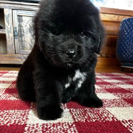 Boy 1 - Black male Newfoundland puppy in New York from Johnson Farms