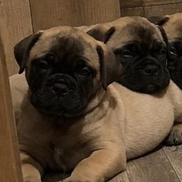 ENVY - Red fawn female Bullmastiff puppy in South Attleboro, Massachusetts from Bessettes Bullies